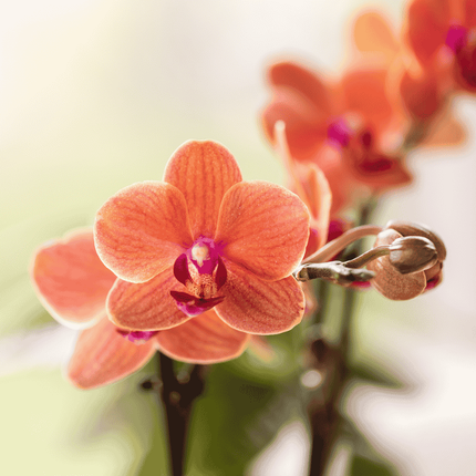 Kolibri Orchids | Oranje Jungle Bouquet Mineral Bolzano in Oyster Dish