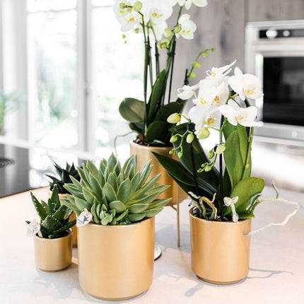 Kolibri Orchids | Witte Phalaenopsis orchidee - Niagara Fall White - bloeiende kamerplant - vers van de kweker - Ø9cm