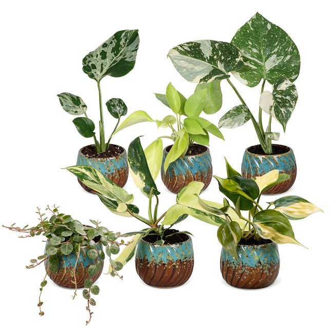 Baby Planten Tropical Mix - Diversen 6x - Tropisch - incl. Copper Reef - Ø6cm - ↕10-15cm