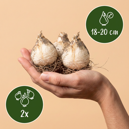 2x Allium Pinball Wizard - Bloembollen - Sierui Toverbal - Paars - Zomerbloeier - Bolmaat 18/20
