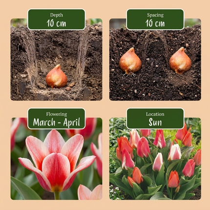 80x Tulipa Greigii mix - Bloembollen - Greigii-tulp mix - Diversen - Voorjaarsbloeier - Bolmaat 11/14