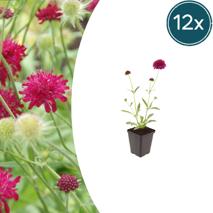 Knautia macedonica - Korona łąkowa - ↕10-25cm - Ø9cm