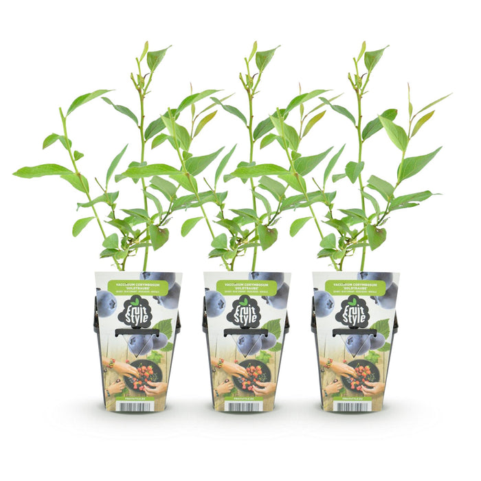 Myrtille - Vaccinium corymbossum Goldtraube - Rustique - 3 plants - Pot de 9 cm - Myrtille