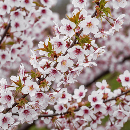 Prunus incisa Koujou-no-mai - Plante de patio - Caduc - Rustique - Fleurs blanches - Pot de 19 cm - Hauteur : 90 cm