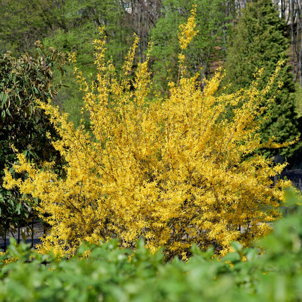 Forsythia intermedia Goldrauch - Chinese Bellflower - Yellow Flower - ↕45cm - Ø17cm