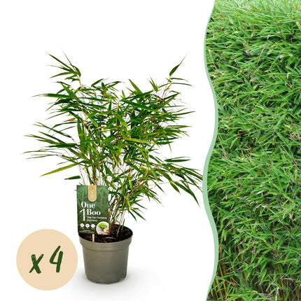 Bamboe Niet Woekerend - Fargesia rufa - ↕60cm - Ø17cm - 4x