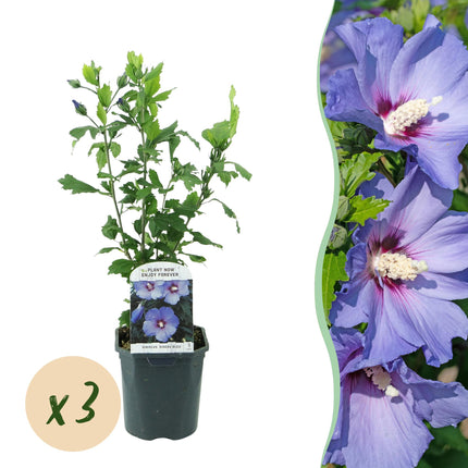 Hibiscus syriacus Oiseau Blue - Tuin Hibiscus - Blauw - ↕45cm - Ø17cm - 3x