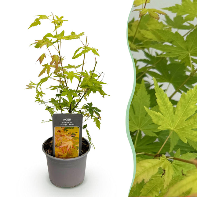 Japanese Maple - Acer Palmatum Orange Dream - Orange - ↕35cm - Ø12cm