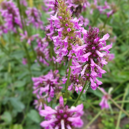 Stachys monieri 'Hummelo' - Betonie - ↕10-25cm - Ø9cm - 48x