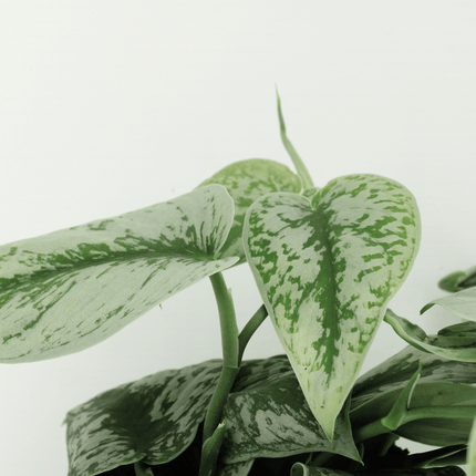Scindapsus Pictus Trebie - Epipremnum - ↕25cm - Ø15cm - 2x