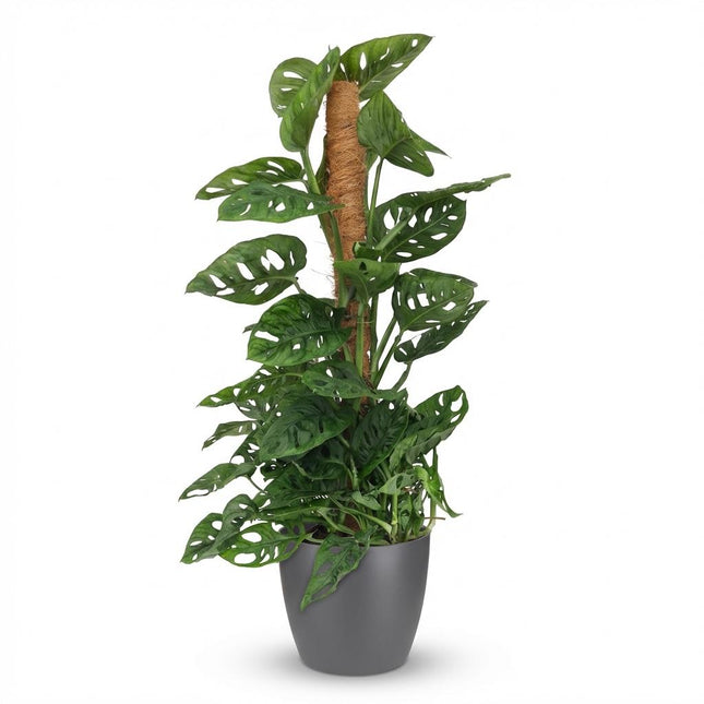 Monstera Andansonii Moss Pole - Monkey Mask - z szarą doniczką - ↕90cm - Ø19cm