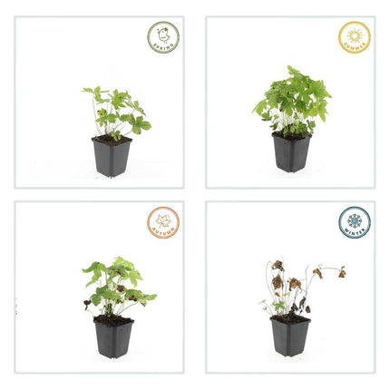 Geranium nodosum - ↕10-25cm - Ø9cm - 60x