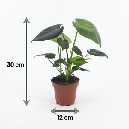 Monstera Deliciosa - Gatenplant - 4x - Pot 12cm - Hoogte - 30cm