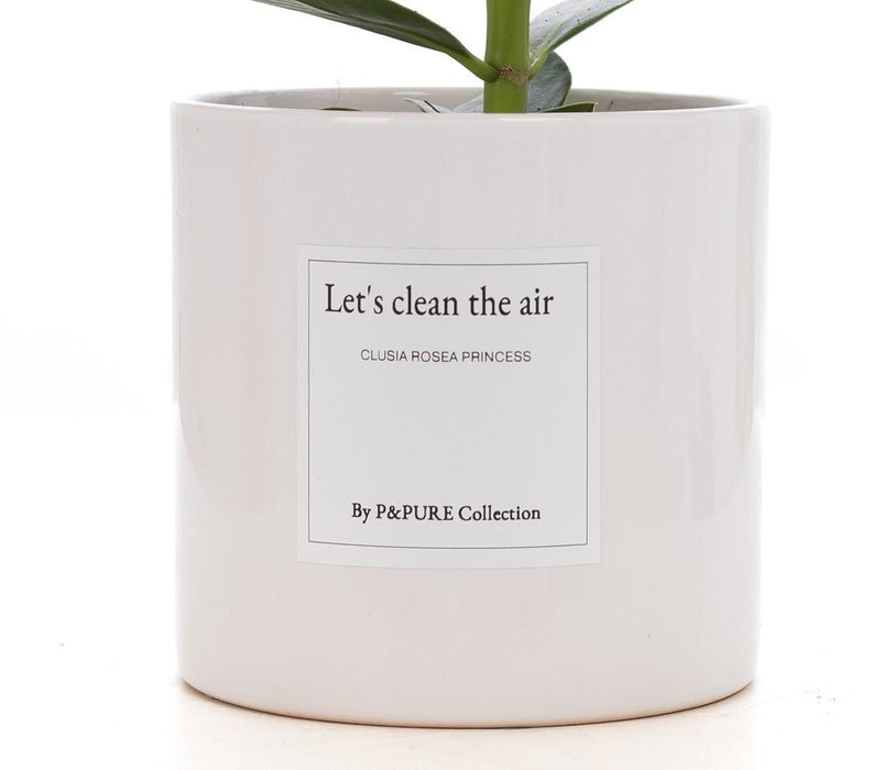 Clusia Rosea Gift "Let's Clean The Air" met wenskaart - Ø12cm - ↕30cm