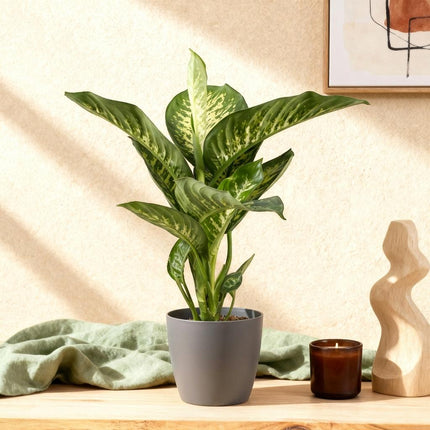Dieffenbachia Tropic Snow - med grå urtepotte - ↕90-100cm - Ø21cm