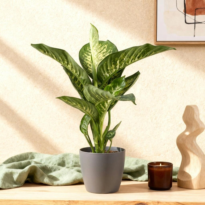 Dieffenbachia Tropic Snow - met grijze plantenpot - ↕90-100cm - Ø21cm