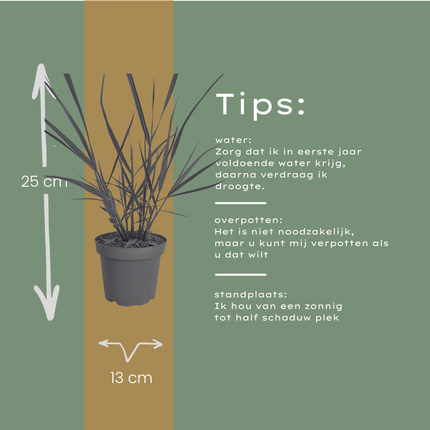 Panicum virgatum ‘Rotstrahlbusch’ – Vingergras - Ø12cm - 6x