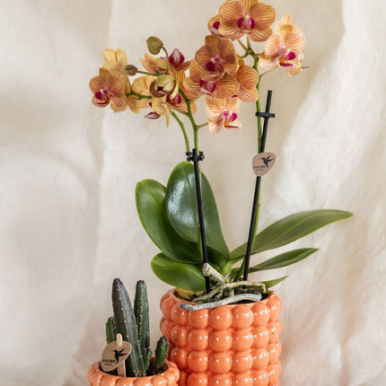 Kolibri Orchids | Combi Deal - 4 Oranje Phalaenopsis Orchideeën Mineral Jamaica - Ø9 cm
