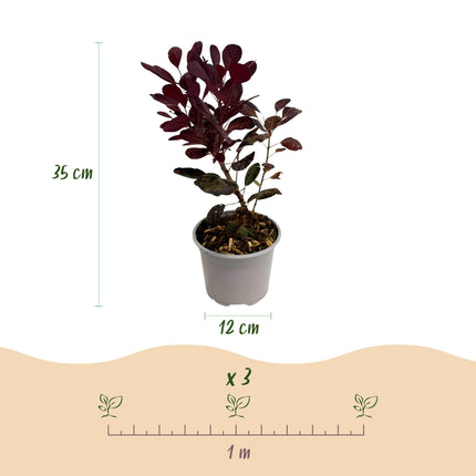 Cotinus coggygria Lilla - Røget Træ - Lilla - ↕35cm - Ø12cm