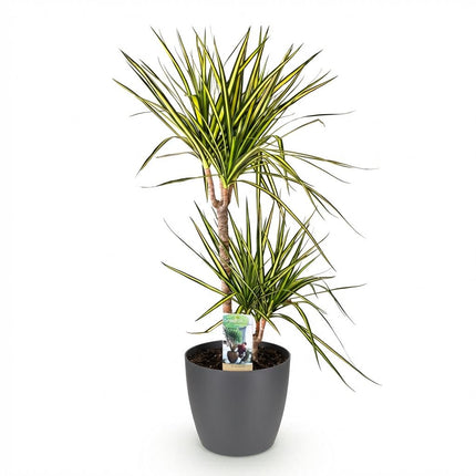 Dracaena Sunray - Drakenbloedboom - met grijze plantenpot - ↕90-100cm - Ø21cm