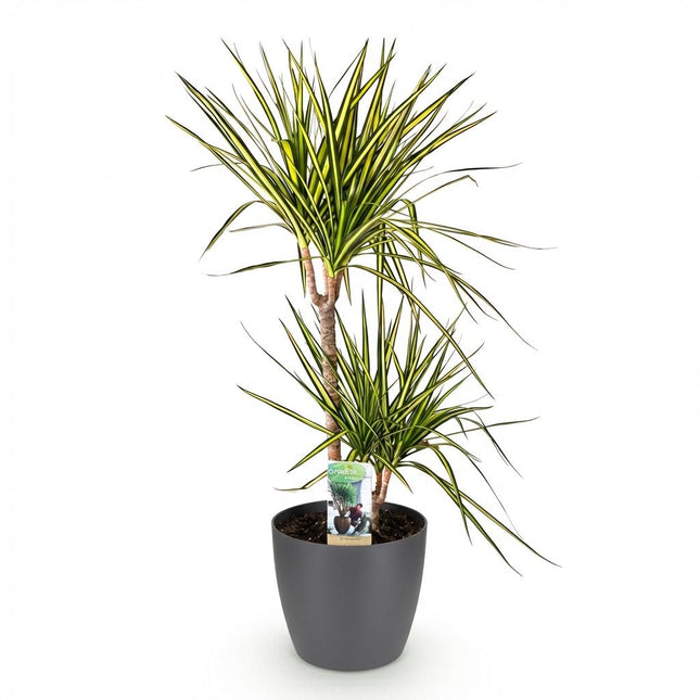 Dracaena Sunray - Drakenbloedboom - met grijze plantenpot - ↕90-100cm - Ø21cm