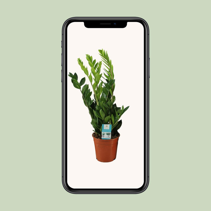 Zamioculcas Zamiifolia - ZZ Plant - ↕65cm - Ø17cm