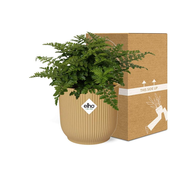 Asplenium Parvati in elho Vibes Fold Ø14cm geel