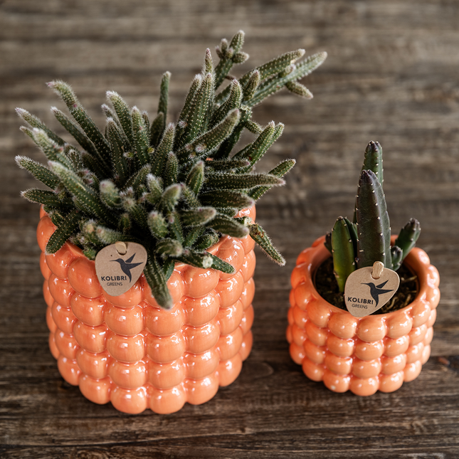 Kolibri Orchids | Poppy Orange Nazare Plant Set | White Nazare orchid Ø9cm + green plant Ø6cm incl. decorative pots