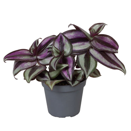 Tradescantia Zebra Pink Joy - - Paars - Roze - Tropisch - Ø6cm - ↕5cm