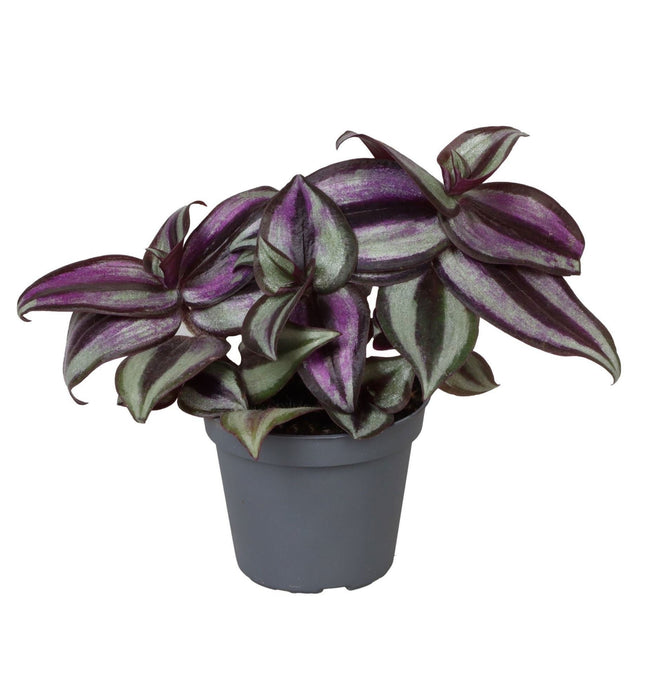 Tradescantia Zebra Pink Joy - - Paars - Roze - Tropisch - Ø6cm - ↕5cm