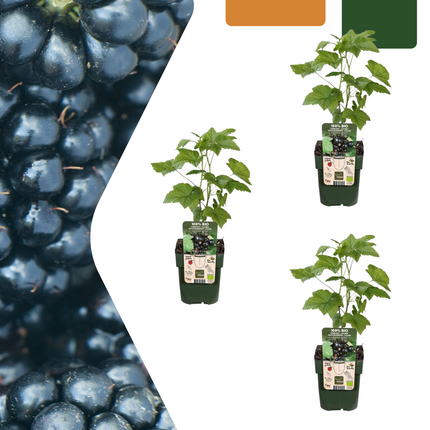 Brombærplanter Økologiske - Rubus Fruticosus - ↕20cm - Ø13cm - 3x