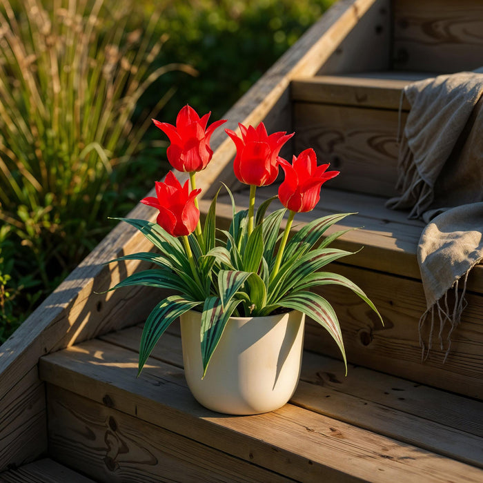 Bloembollen - Tulp Greigii Red - Kleur Rood - 15 stuks - Bolmaat 11/12 - XXL Pack