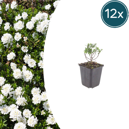 Scheefbloem - Iberis sempervirens 'Schneeflocke' - ↕10-25cm - Ø9cm - 12x