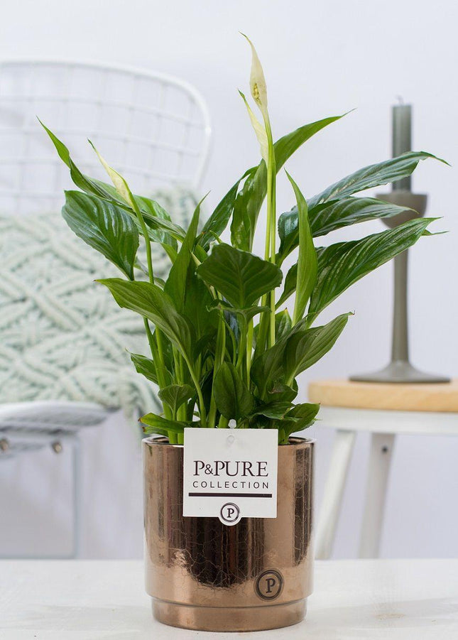 Spathiphyllum en P&PURE Juliette Ceramics Bronce dorado - ↕35cm - Ø12cm