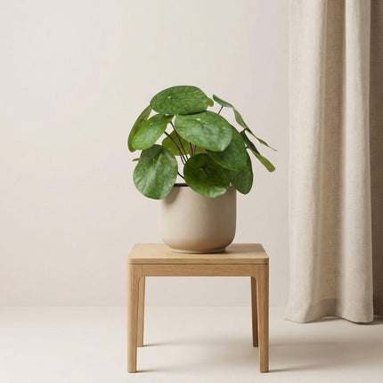 Artificial Pilea bush plant in black pot - ↕25 cm