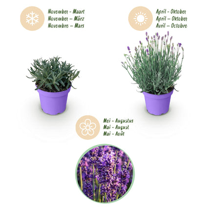 Lavandula angustifolia Munstead - Lavanda - ↕20-25cm - Ø12cm - 3x