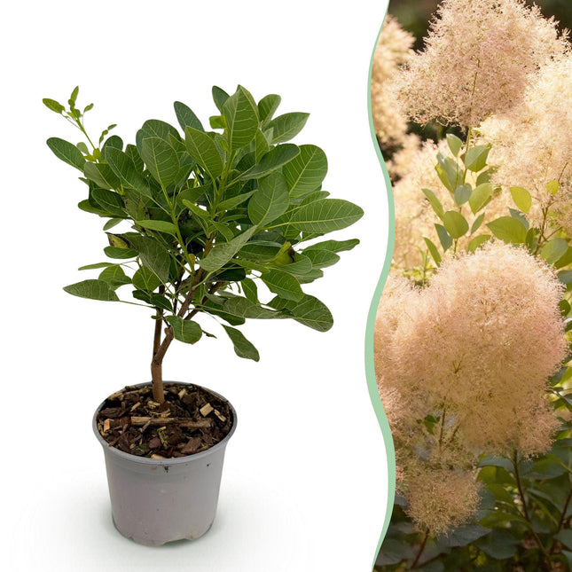 Cotinus coggygria Ung Dame - Røget Træ - Grøn - ↕35cm - Ø12cm