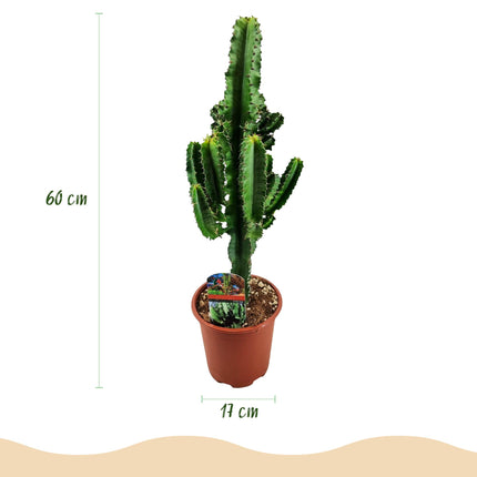 Euphorbia Eritrea - Afrykańskie drzewo mleczne - ↕60cm - Ø17cm