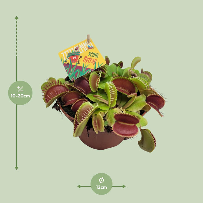 Dionaea Muscipula - Venusvliegenval - ↕12cm - Ø12cm