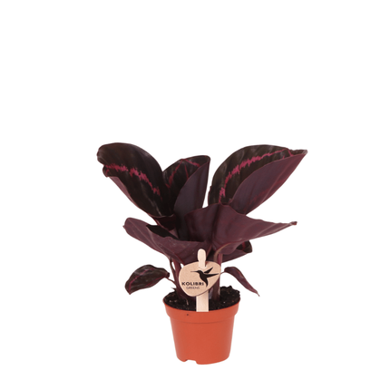 Calathea Dottie - Kolibri Greens - Ø6cm