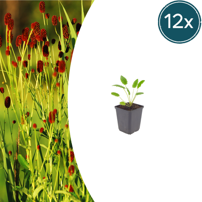 Pimpernel - Sanguisorba officinalis 'Tanna' - ↕10-25cm - Ø9cm - 12x