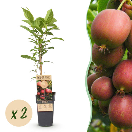 Actinidia deliciosa Ken's Red - Kiwi plant - Female - Red Fruit - 2 Plants - Pot 15cm - Height 50cm