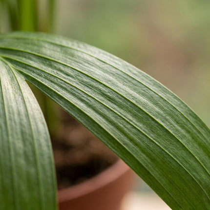 Areca Lutescens - Goudpalm - 2x - met Potter Wit - Pot 12cm - Hoogte - 45cm