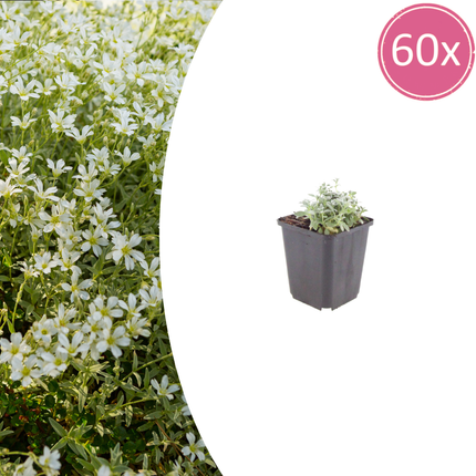 Cerastium tomentosum - Felted hornflower - ↕10-25cm - Ø9cm - 60x