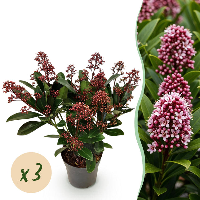 Skimmia japonica 'Rubella' – Rote Blüte – 10+ Blüten – ↕25 cm – Ø10,5 cm – 3 Stück