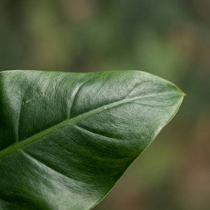 Philodendron Imperial Green - ↕65cm - Ø19cm