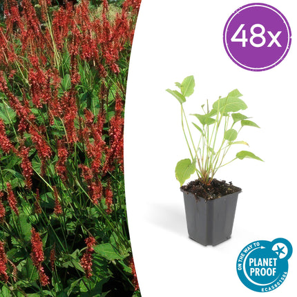 Persicaria amplexicaulis - Poligono - ↕10-25cm - Ø9cm - 48x