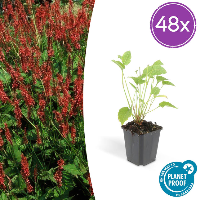 Persicaria amplexicaulis - Duizendknoop - ↕10-25cm - Ø9cm - 48x