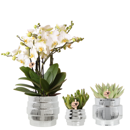 Kolibri Orchids | Plantenset Allure Shiny Zilver - Witte Phalaenopsis Orchidee Blossom Lausanne & 2 Succulenten