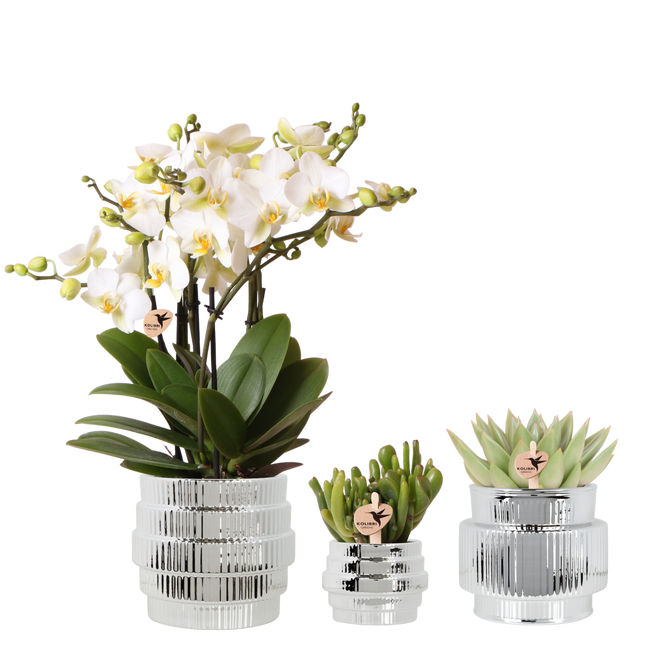 Kolibri Orchids | Plantenset Allure Shiny Zilver - Witte Phalaenopsis Orchidee Blossom Lausanne & 2 Succulenten